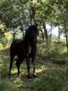 MINORQUIN HONGRE 16 ANS GENTIL POLYVALENT