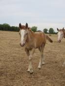 jeune cheval demi-sang arabe