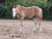 jeune cheval demi-sang arabe
