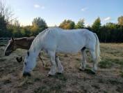 Jument de trait boulonnaise