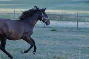 Poulain PRE noir 