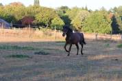 Poulain PRE noir 