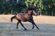 Poulain PRE noir 