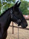 Yegua New Forest En venta 2021 Negro por Riddersholm Salem