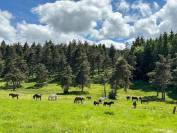 Holiday equestrian property  Haute-Loire