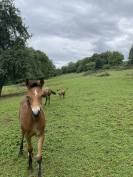 Pension pr&eacute;, box/paddock, travail, poulinage (21)