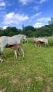 Pension pr&eacute;, box/paddock, travail, poulinage (21)