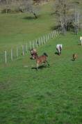 Pension pr&eacute;, box/paddock, travail, poulinage (21)