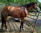 Cheval 5 ans hongre 1.63