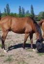 Cheval 5 ans hongre 1.63