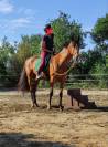 Cheval &agrave; vendre
