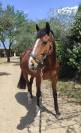 Cheval &agrave; vendre