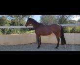 Cheval &agrave; vendre