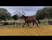 Cheval &agrave; vendre