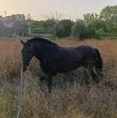 **Potra PRE NEGRA en venta**