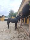 **Potra PRE NEGRA en venta**