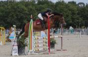 Poney Welsh cob de 13 ans 