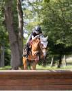 Poney Welsh cob de 13 ans 