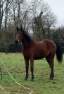 pouliche 2 ans up to you