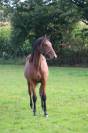pouliche 2 ans up to you