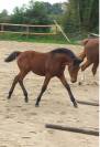 pouliche 2 ans up to you