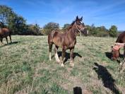 Poulain Trait Breton