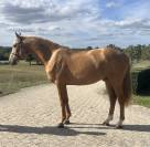 NOE DE GESVRES - ETALON DE 3 ANS CDF