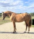 NOE DE GESVRES - ETALON DE 3 ANS CDF