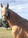 NOE DE GESVRES - ETALON DE 3 ANS CDF