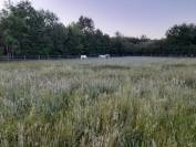 Maison sur presque 11 hectares secteur Lamotte Beuvron
