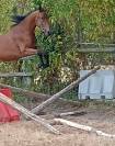 3 ans femelle baie 1m66 Elevage des Tess
