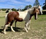 Poney C 