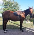 Hongre - Trotteur Fran&ccedil;ais - 8 ans