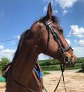 Hongre - Trotteur Fran&ccedil;ais - 8 ans