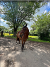 Hongre - Trotteur Fran&ccedil;ais - 8 ans