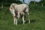 Foal 2026 dunalino splash 7
