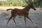 Puledra Sella Francese In vendita 2026 Baio