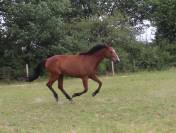 Cavalla Trottatore Francese In vendita 2014 Baio