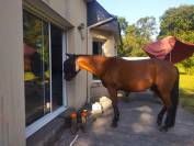 Cavalla Trottatore Francese In vendita 2014 Baio