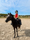 Poney Welsh PP