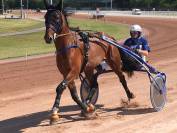 Cheval de loisir 10 ans