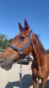 Cheval &agrave; vendre 