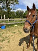 Cheval &agrave; vendre 