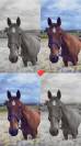 Cheval &agrave; vendre 