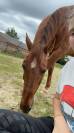 Cheval &agrave; vendre 