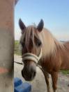 Jument haflinger 