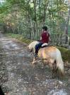 Jument haflinger 