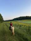 Jument haflinger 