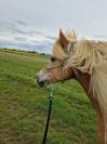 Jument haflinger 