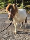 Shetland hongre 